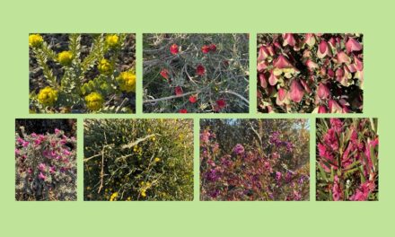 Spring in the Garden