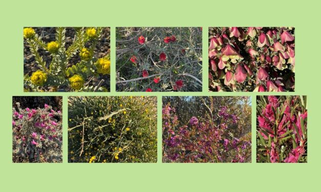 Spring in the Garden