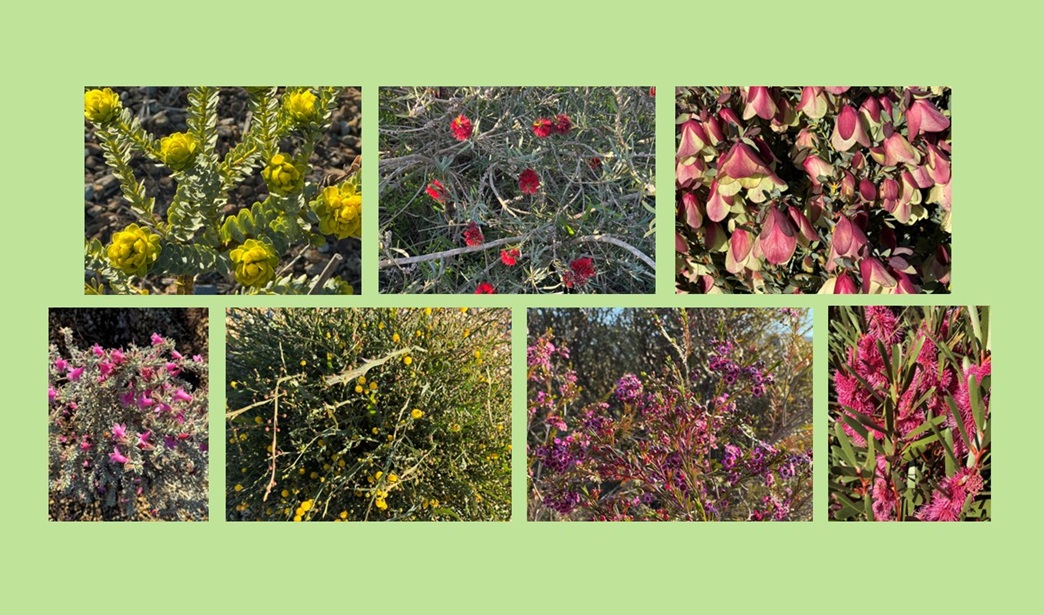 Spring in the Garden