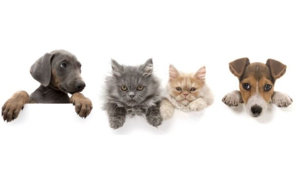 Have Your Say on the Future of Pet Management in Hepburn Shire