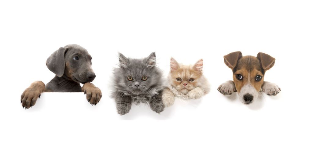 Have Your Say on the Future of Pet Management in Hepburn Shire