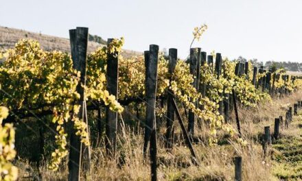 Chardonnay