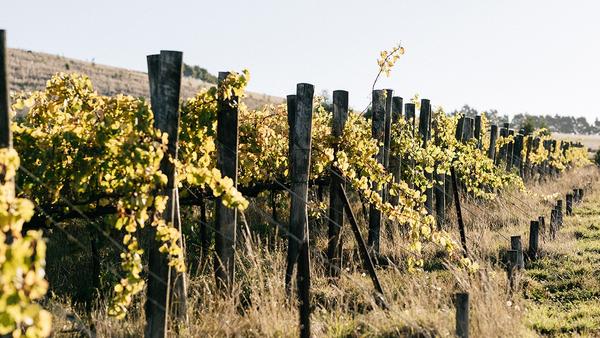 Chardonnay