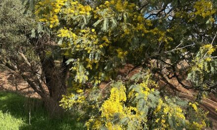 The Golden Bloom: Wattles Around the World