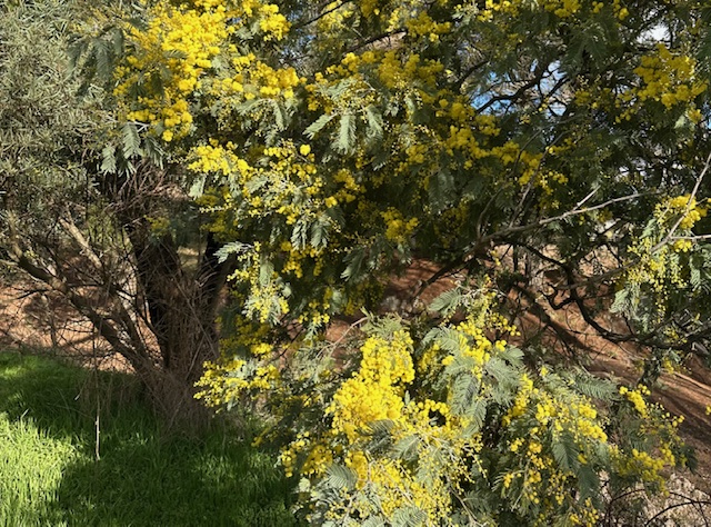 The Golden Bloom: Wattles Around the World