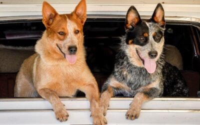 Working Dog Training Workshops