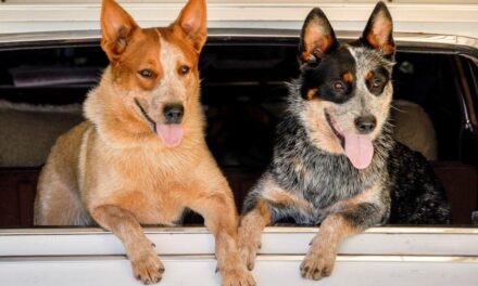 Working Dog Training Workshops