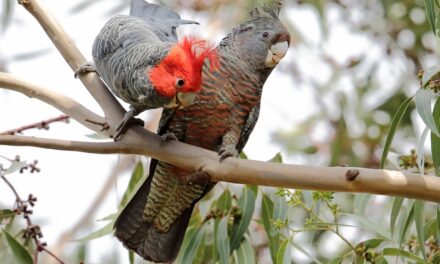 Gang-gangs Go House Hunting: Locals Invited to Join the Search