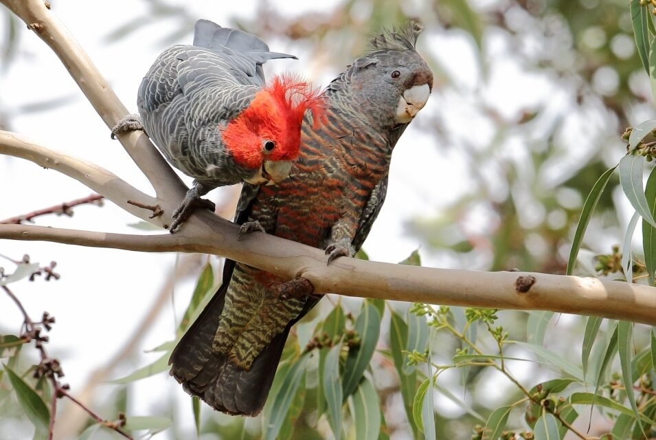 Gang-gangs Go House Hunting: Locals Invited to Join the Search