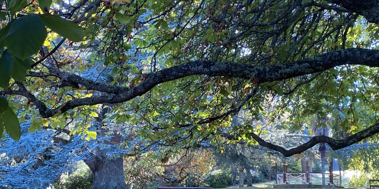 Photo of the Week: the Blue Atlas Cedar