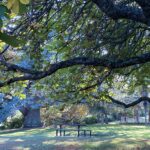 Photo of the Week: the Blue Atlas Cedar