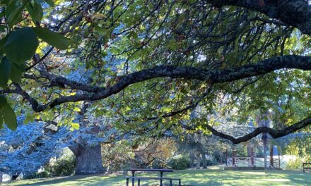 Photo of the Week: the Blue Atlas Cedar