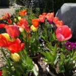 Spring Has Finally Arrived – Enjoy the Sunshine!