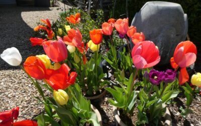 Spring Has Finally Arrived – Enjoy the Sunshine!