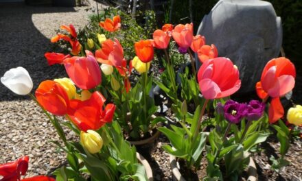 Spring Has Finally Arrived – Enjoy the Sunshine!