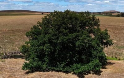 Kingston’s Algerian Oak Voted Victorian Tree of the Year 2025