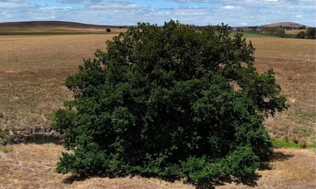 Kingston’s Algerian Oak Voted Victorian Tree of the Year 2025