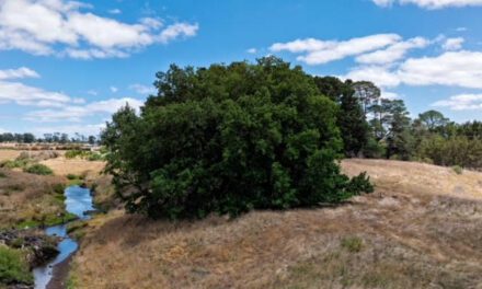 Campaign to Save Kingston’s Algerian Oak