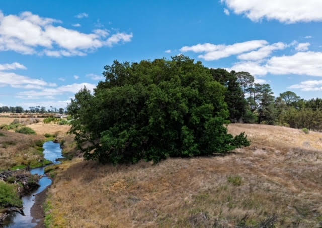 Campaign to Save Kingston’s Algerian Oak