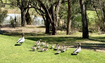 Photo of the Week – Wood Duck Family Dynamics