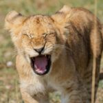 Four Reasons Why Kenya is Calling
