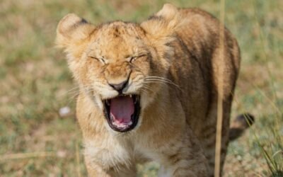 Four Reasons Why Kenya is Calling