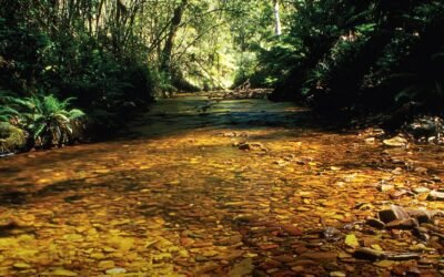 Wombat Lerderderg National Park Approved Securing Future of Key Landscapes
