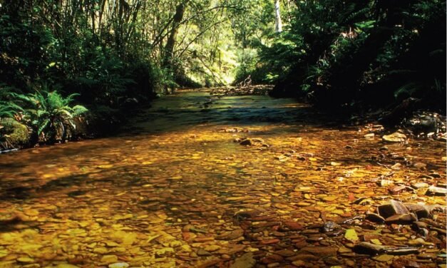 Wombat Lerderderg National Park Approved Securing Future of Key Landscapes