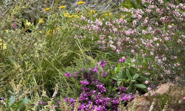 Summer in the Garden