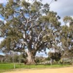 DJAARA Exhibition to Honour Guildford Big Tree: Calling All Artists