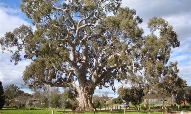 DJAARA Exhibition to Honour Guildford Big Tree: Calling All Artists