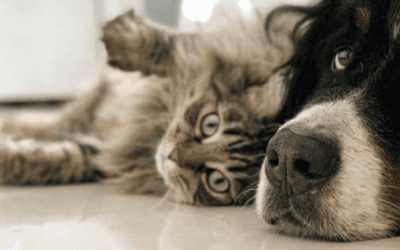 Responsible Pet Management