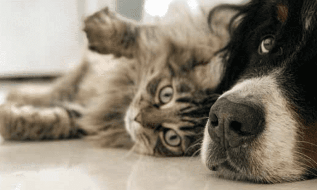 Responsible Pet Management