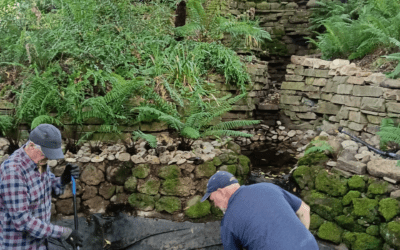 The Friends of Wombat Hill Botanic Gardens Working on THE FERNERY