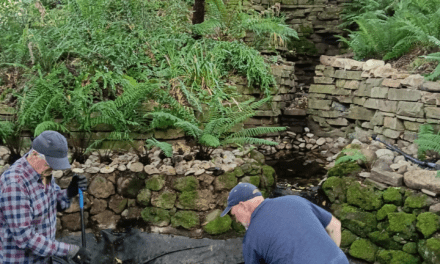 The Friends of Wombat Hill Botanic Gardens Working on THE FERNERY