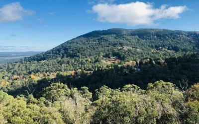 Women Allege Assaults Near Daylesford Bushwalking Trails