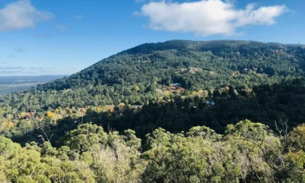 Women Allege Assaults Near Daylesford Bushwalking Trails