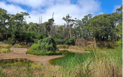 Nice Rainfalls in February – but drier conditions are forecast