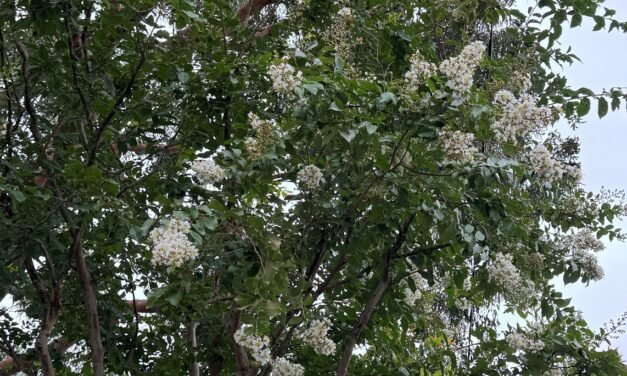 Autumn in Daylesford Gardens