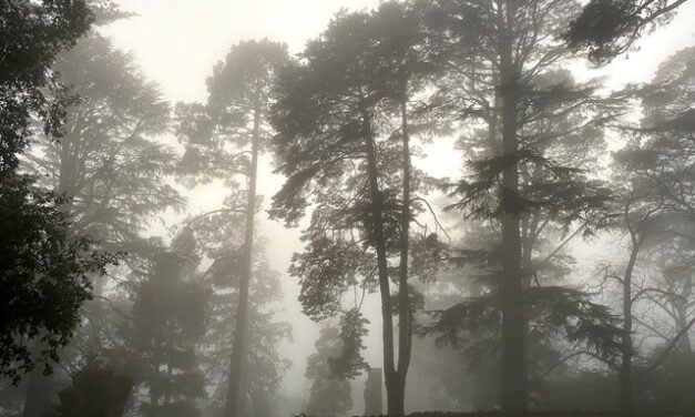 Easter Reflection: Finding Renewal in a Season of Shadows