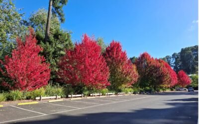 Mild Autumn weather returns, some rain coming