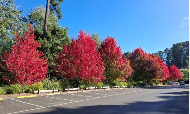 Mild Autumn weather returns, some rain coming