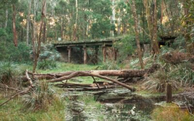 Council Closes Domino Trail Bridge