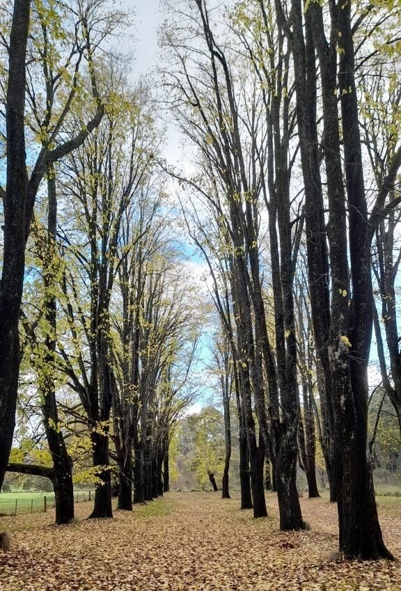 Mature avenude of elms at Jubilee Lake. (Photo: Tim Bach)