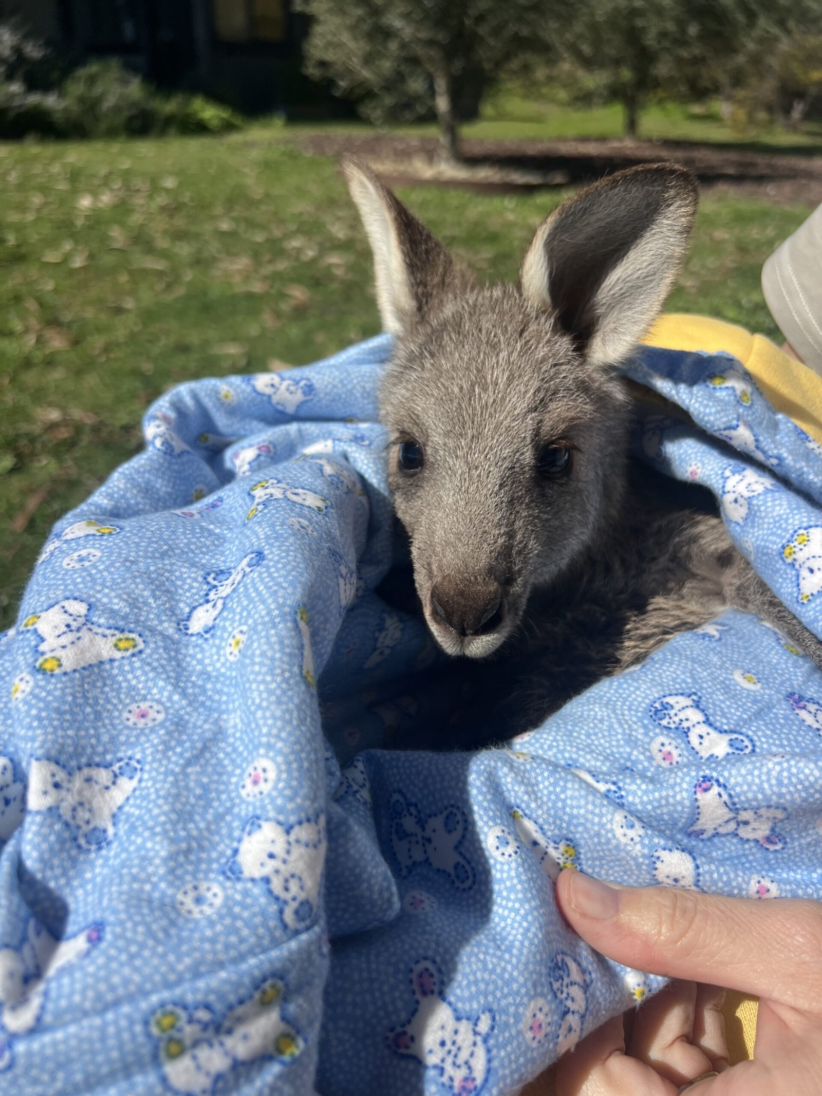 Do we really need to shoot our native kangaroos?