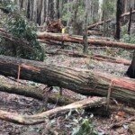 Somehow this Goldfields Track post survived trees crashing either side of it. (Photo: Bill Casey.)