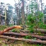At Mollongghip on teh Great Divide, cyclonic winds ripped a forest apart. (Photo: Gib Wettenhall)