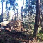 This large tree was uprooted during the night and was leaning against another until Thursday morning when a huge gust sent it and several other trees crashing to the ground like dominoes. (Photo: Tim Bach)