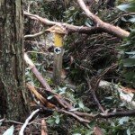 This Goldfields Track post points the way. But where is the trail? (Photo: Bill Casey.)