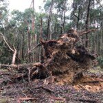 Huge trees have been torn from the ground along the Great Divide near Mollongghip. (Photo: Bill Casey.)